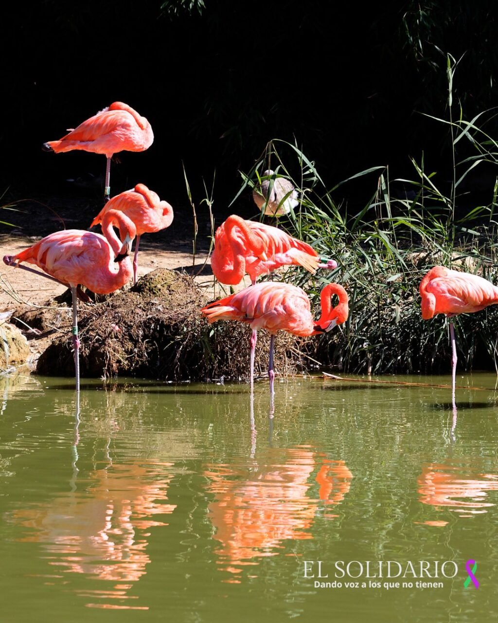 En peligro el acuífero de Doñana