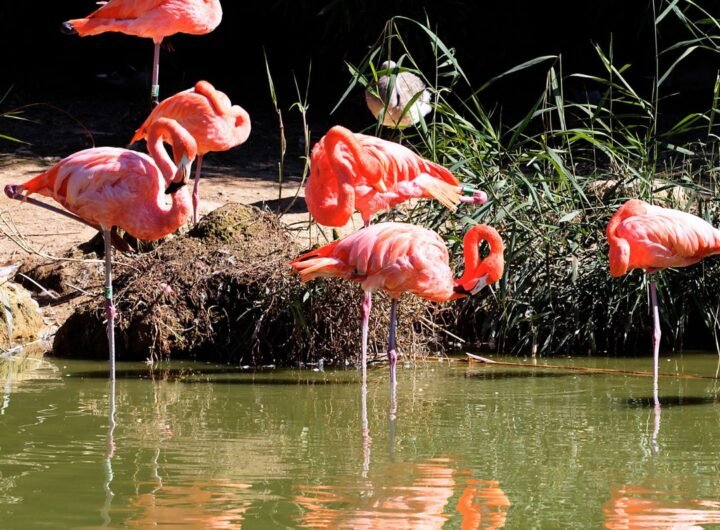 En peligro el acuífero de Doñana