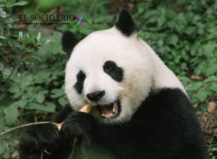 Descubre la llegada de los pandas gigantes Jin Xi y Zhu Yu al Zoo Aquarium de Madrid. Un evento presidido por la Reina Sofía que fortalece los lazos entre España y China.