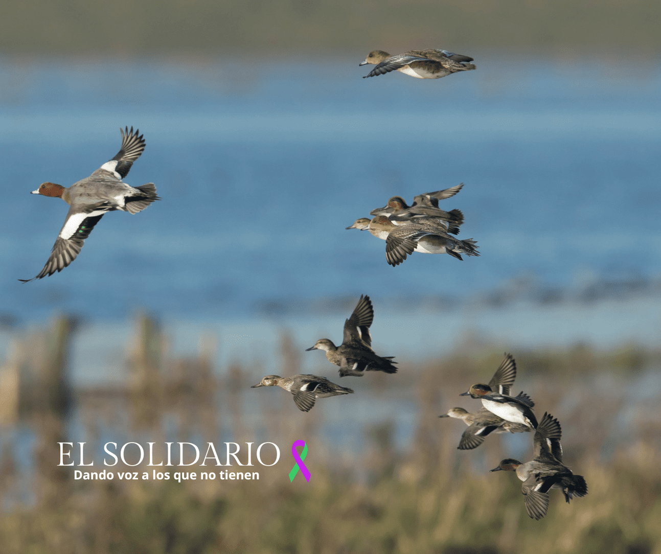 Treinta especies de aves en riesgo: El dilema de la caza y la conservación en España