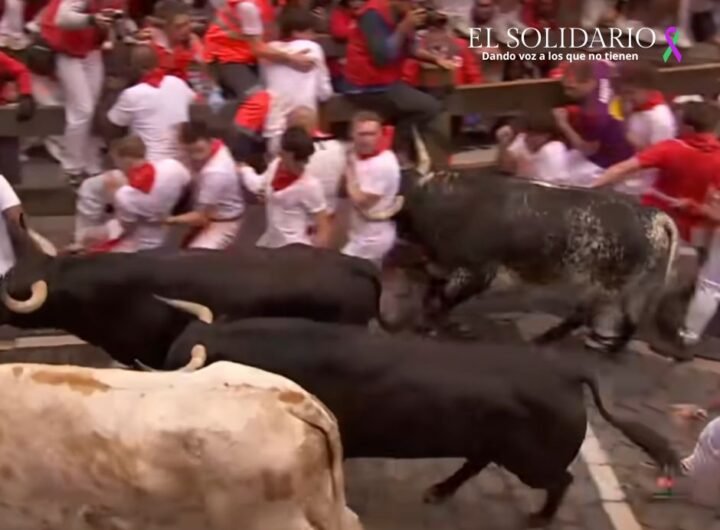 PACMA quiere denunciar a RTVE por vulnerar derechos de los niños durante la emisión de los encierros de San Fermín. Los toros de Victoriano del Río han dejado 104 heridos en el tercer encierro.