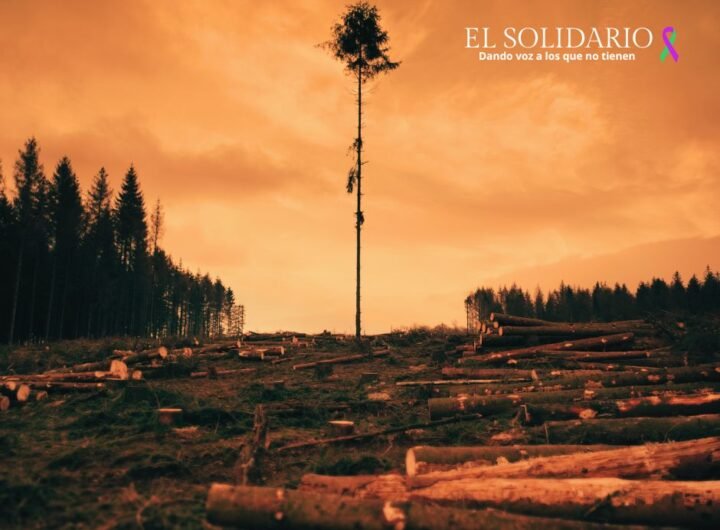 La Comisión Europea enfrenta presión para retrasar la ley contra la deforestación importada, crucial para proteger los bosques y combatir el cambio climático.