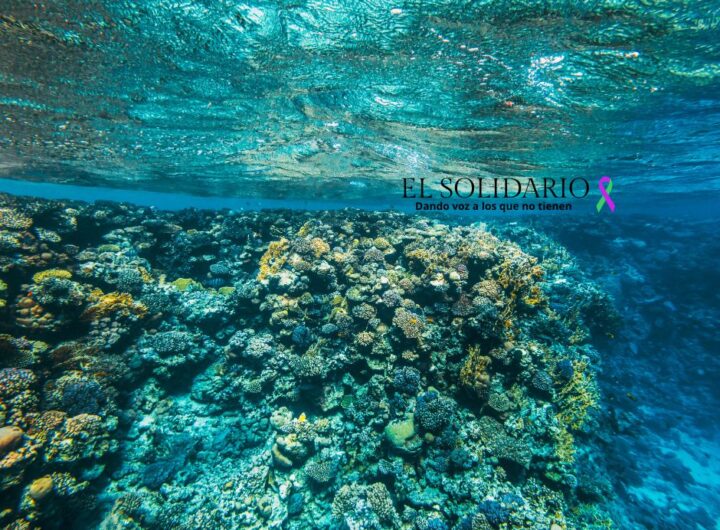 Descubren oxígeno oscuro bajo el mar y varias empresas mineras buscan la manera de explotar el ecosistema marino.