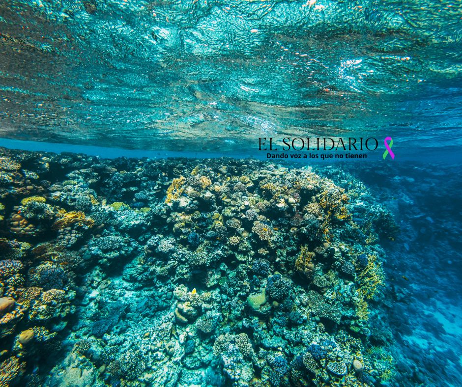 Descubren oxígeno oscuro bajo el mar y varias empresas mineras buscan la manera de explotar el ecosistema marino.