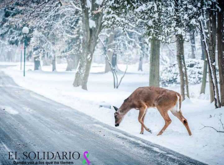 Cuatro adolescentes de Colorado han desarrollado “Project Deer”, un dispositivo que utiliza tecnología avanzada para prevenir accidentes de tráfico con animales. ¡Descubre cómo este invento puede salvar miles de vidas!