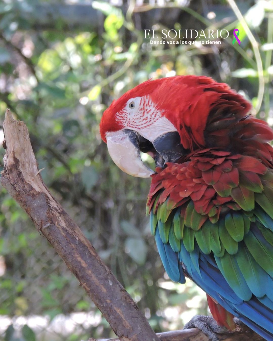 La charlatana Cotorra de Kramer amenaza a aves originarias en Europa