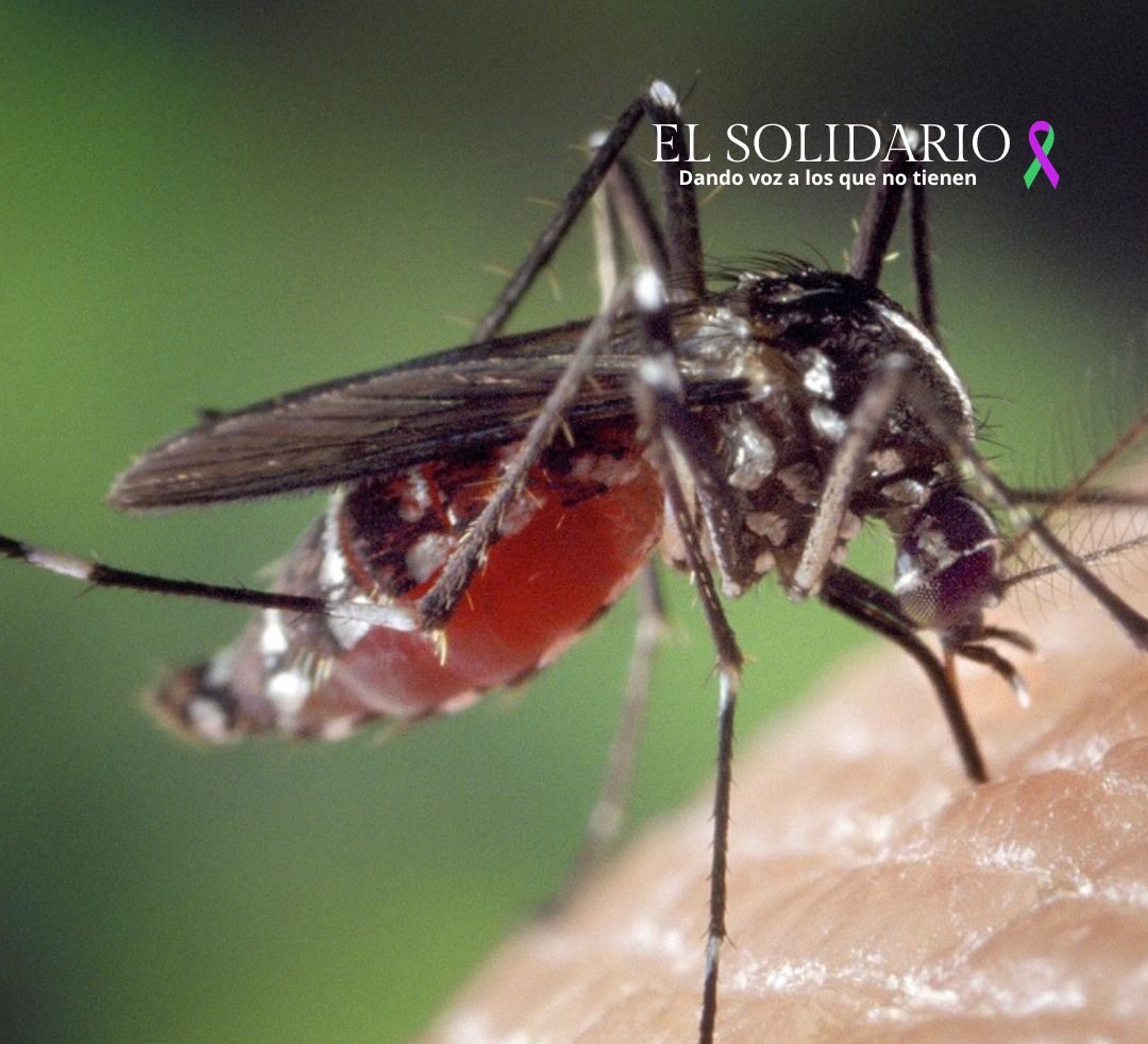 Tensión sanitaria en España por casos importados del virus oropouche