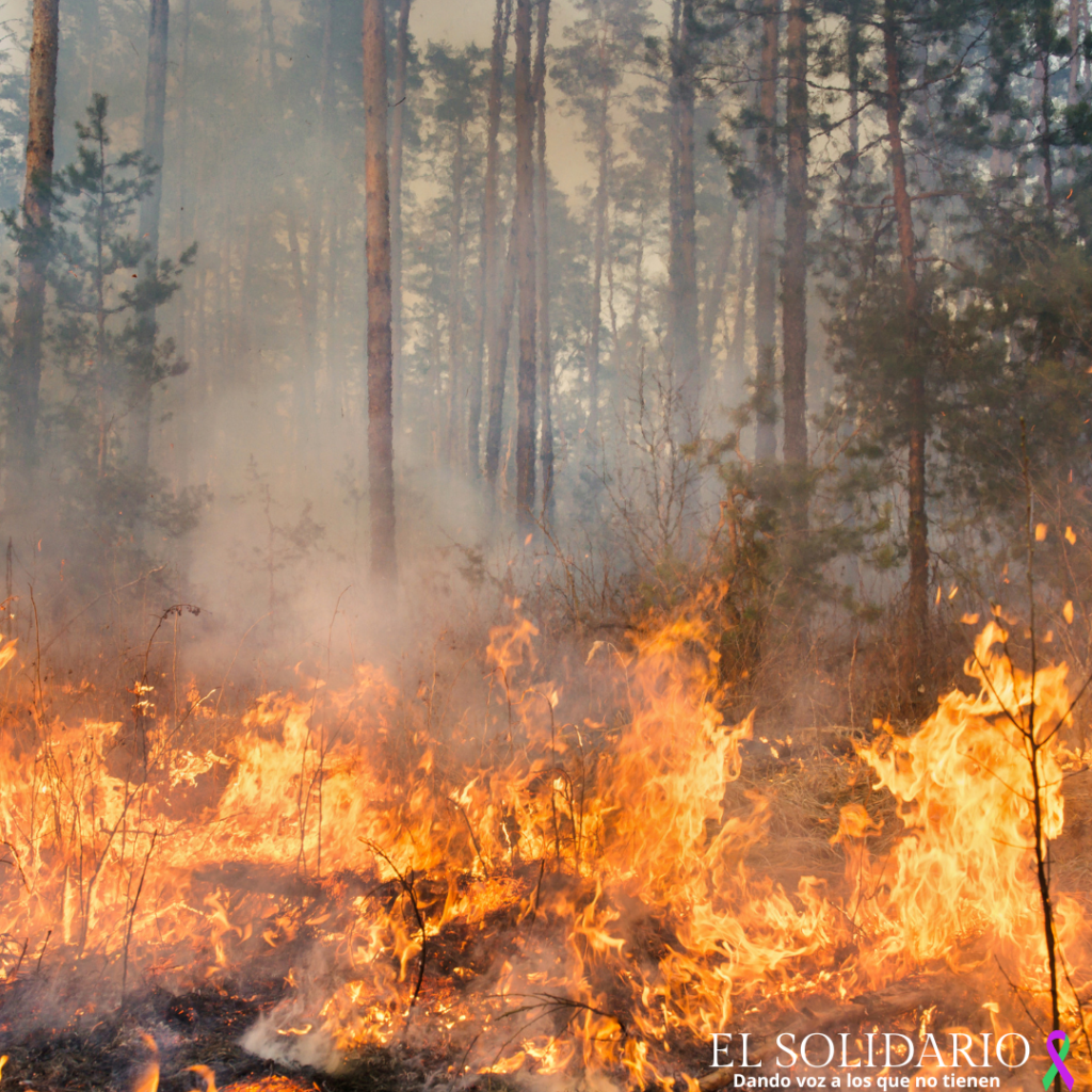 Fuego en Amazonia