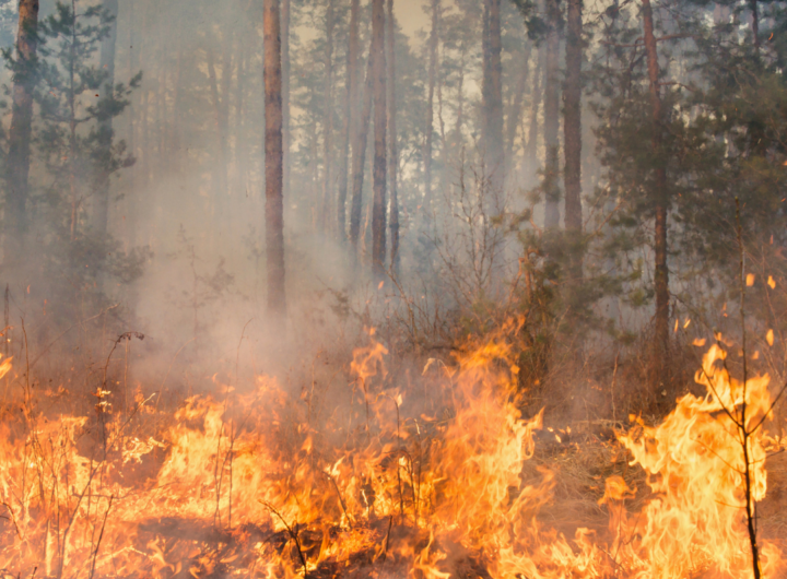 Fuego en Amazonia