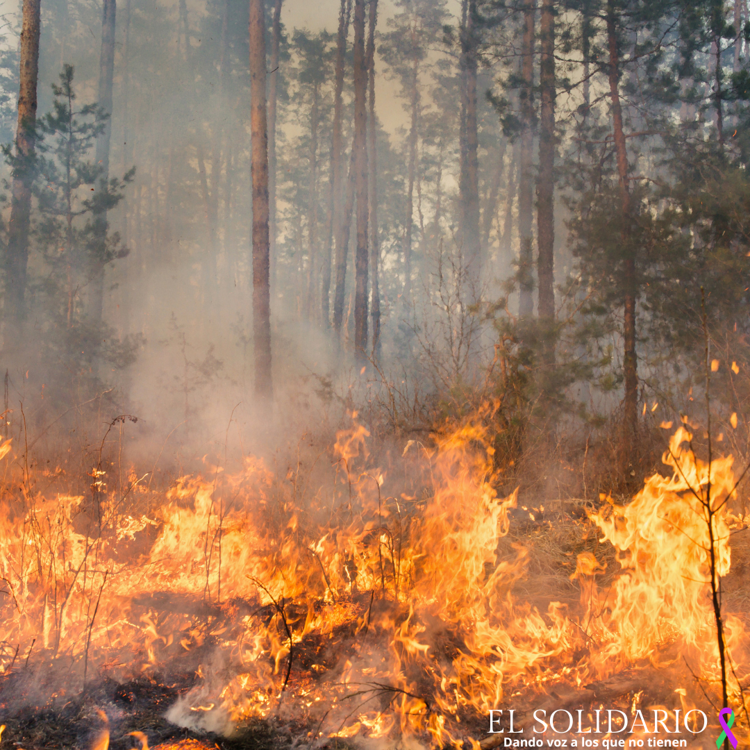 ¡Arde el pulmón del mundo! La Amazonía enfrenta la peor temporada de incendios en 17 años