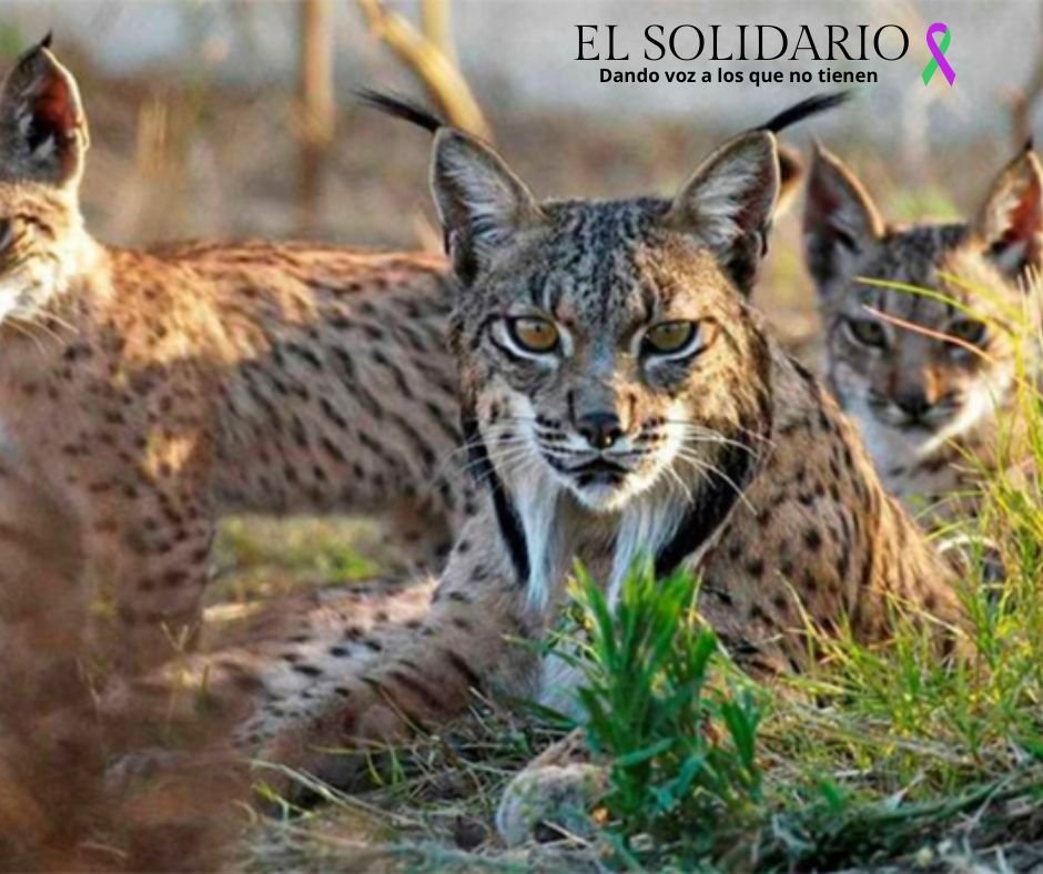 El Gobierno aprueba 70 millones de euros en subvenciones para el desarrollo sostenible del Parque Nacional de Doñana, beneficiando a catorce municipios.