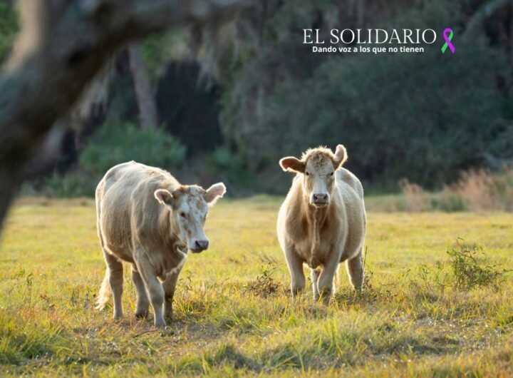 El Ministerio de Agricultura anuncia un pago adicional de 120 millones de euros a agricultores y ganaderos españoles, incrementando el apoyo financiero de la PAC 2023.