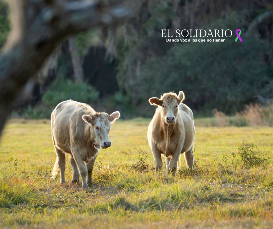 El Ministerio de Agricultura anuncia un pago adicional de 120 millones de euros a agricultores y ganaderos españoles, incrementando el apoyo financiero de la PAC 2023.