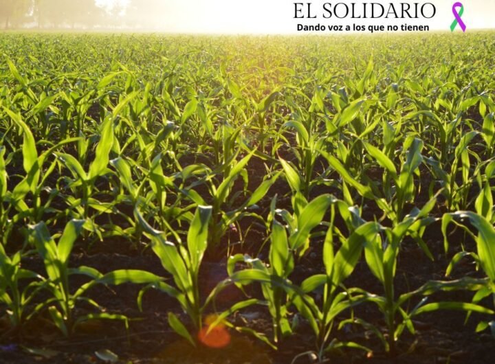 Descubre cómo la agricultura sostenible puede enfrentar el desafío de alimentar a una población en crecimiento en África, con soluciones innovadoras y tecnología avanzada.