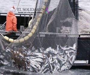 La Comisión Europea revisa el reglamento de 2012 para sancionar a países que permiten prácticas de pesca no sostenibles. Medidas incluyen prohibiciones de importación.