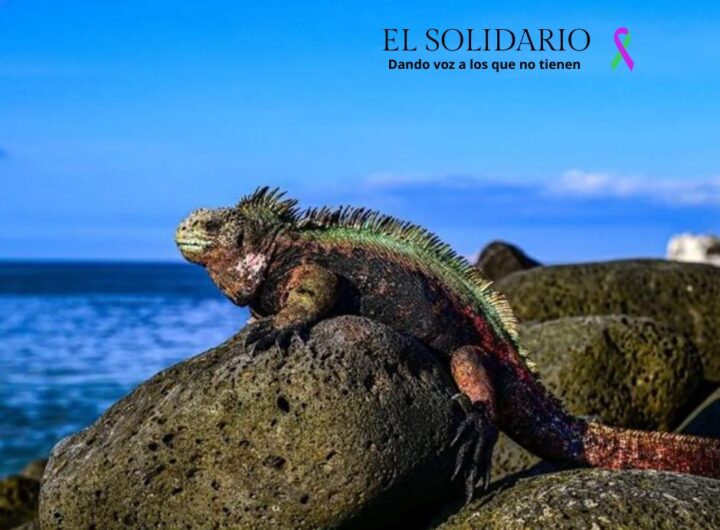 Descubre que Valencia es escogida para una conferencia internacional sobre sostenibilidad.