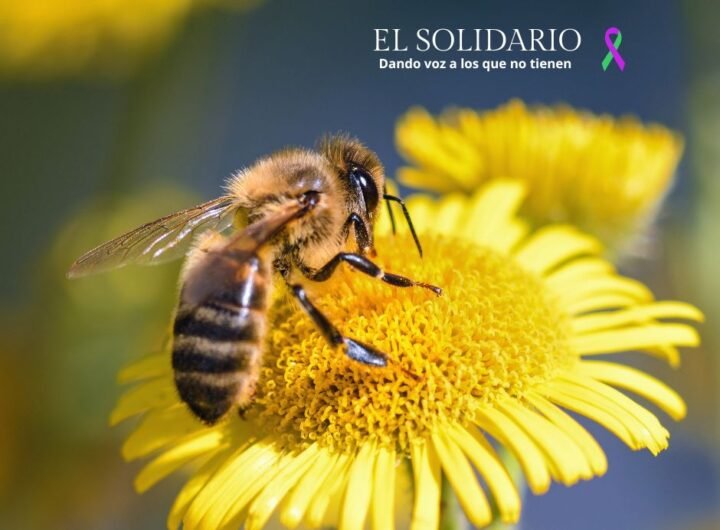 Descubre cómo el proyecto EcoHoney, liderado por la Universidad de Zaragoza, está protegiendo a las abejas y promoviendo la apicultura ecológica.