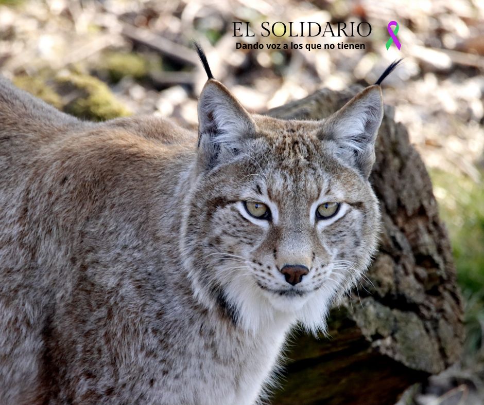 Se aprueba un proyecto de 1,25 millones de euros para proteger al lince ibérico en la autovía A-4, entre Despeñaperros y Almuradiel.