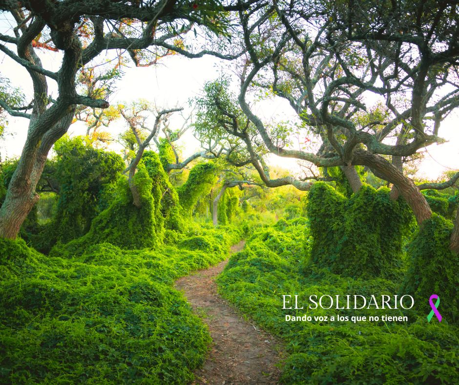 Valencia Biovaloriza extraerá biomasa forestal en más de 200 hectáreas para conseguir 1.000 toneladas de energía.