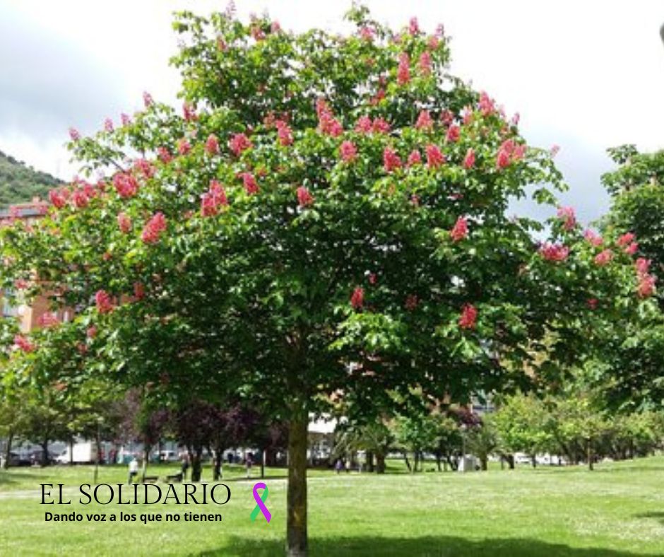 Descubre cómo las altas temperaturas y la sequía están afectando a estos árboles emblemáticos y qué medidas están tomando las ciudades para adaptarse.