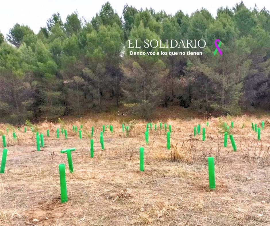 Ambite reforesta su antiguo vertedero con ayuda de la ONG Reforest Project, plantando 500 árboles.