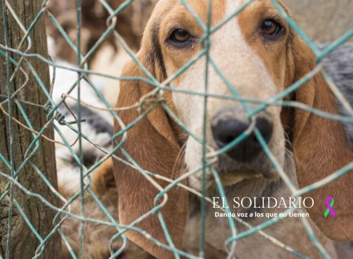 La Diputación de Cáceres investigará a la empresa concesionaria de la perrera provincial tras la denuncia de PACMA por maltrato animal.