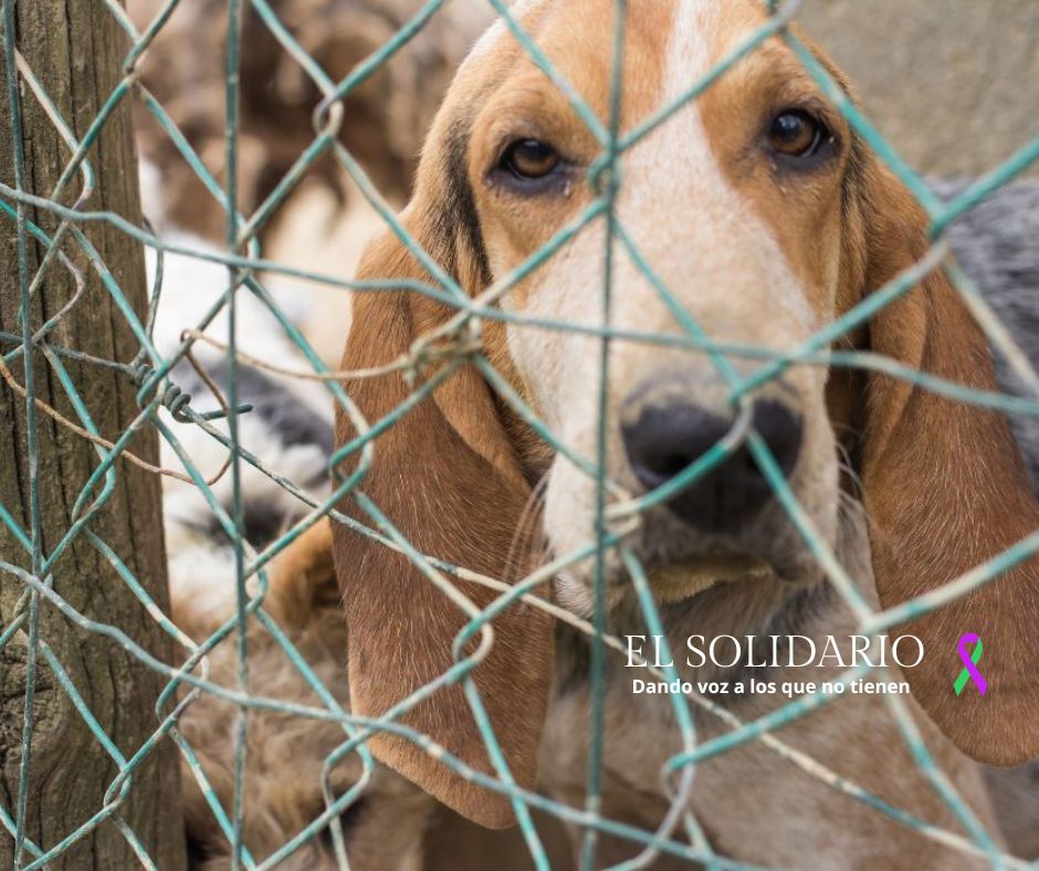 La Diputación de Cáceres investigará a la empresa concesionaria de la perrera provincial tras la denuncia de PACMA por maltrato animal.