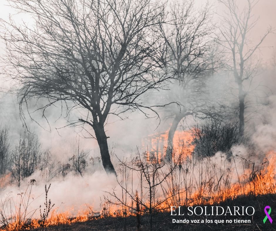 Un estudio revela un aumento del 15,8% en la superficie vegetal afectada por incendios debido al cambio climático entre 2003 y 2019.