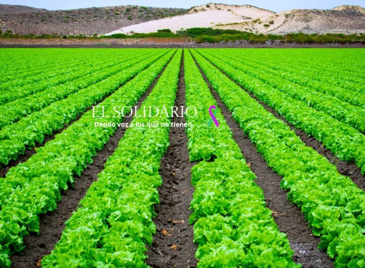 La agricultura regenerativa es una solución eficaz para la sostenibilidad y la competitividad en el sector agrícola, restaurando la salud del suelo, que beneficia a agricultores y al medio ambiente.