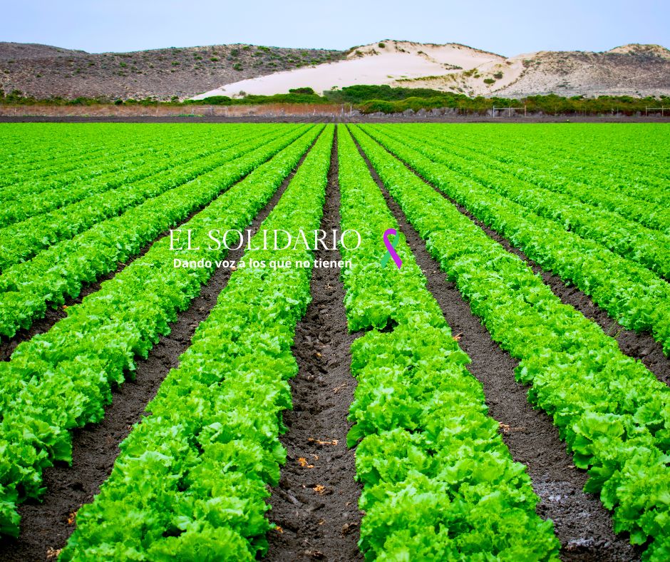 La agricultura regenerativa es una solución eficaz para la sostenibilidad y la competitividad en el sector agrícola, restaurando la salud del suelo, que beneficia a agricultores y al medio ambiente.