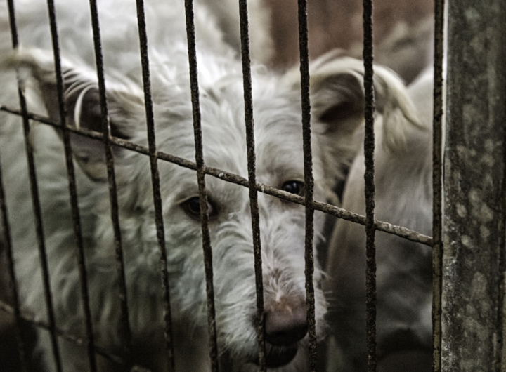 Derecho de los animales