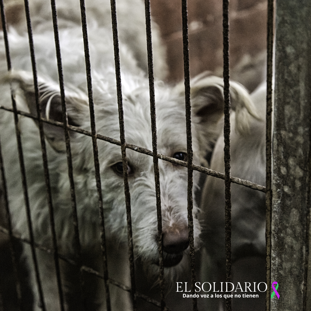 PACMA denuncia retroceso en los derechos animales con la Ley de Bienestar Animal