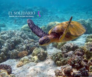 Las tortugas marinas verdes están en peligro de extinción debido a la contaminación que provoca un desequilibrio en la proporción de sexos, según un estudio reciente.