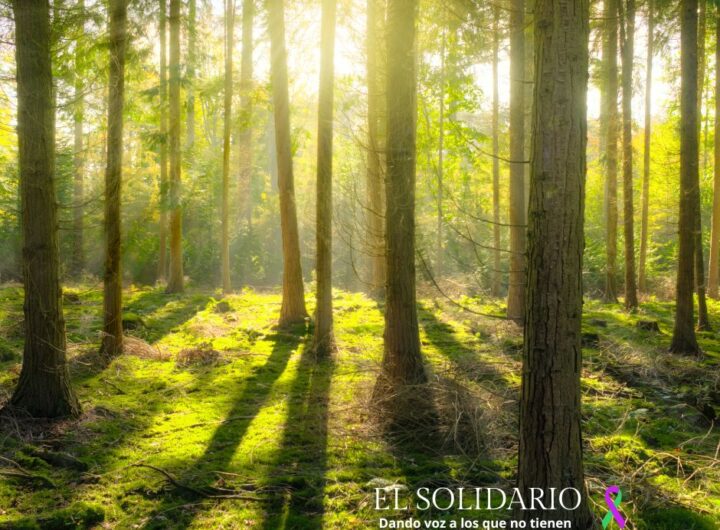 Gestión sostenible, tecnologías avanzadas, biodiversidad, IA y resiliencia climática en Castilla y León con fondos europeos.