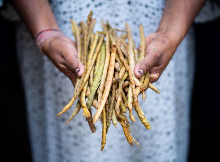 "El frijol guajiro, cultivado por los Wayuu en el desierto de La Guajira, es un símbolo de resiliencia y adaptación frente al cambio climático."