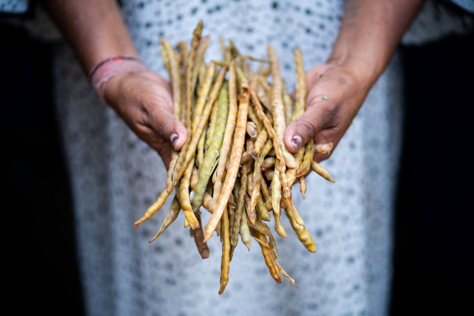 El frijol que desafía al desierto, legado ancestral Wayuu frente al cambio climático en Colombia