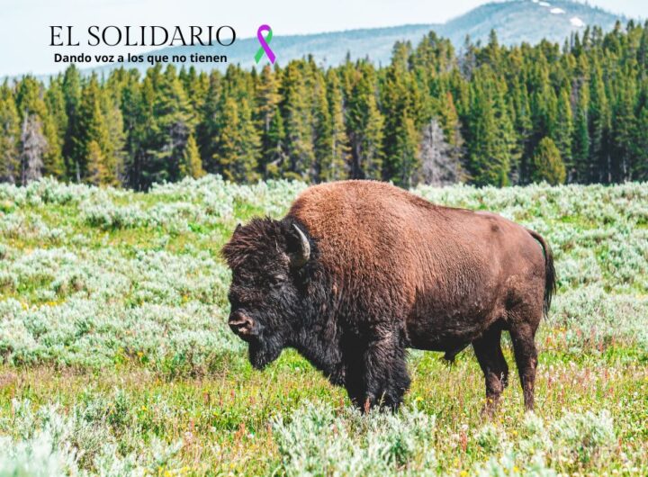 La reintroducción del bisonte europeo parece fundamental para la restauración ecológica pero otros piensan lo contrario.