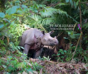 El rinoceronte de Java, una especie en peligro crítico, enfrenta amenazas graves debido a la caza furtiva y la deforestación, pero los esfuerzos de conservación continúan para salvar a los pocos ejemplares que quedan.