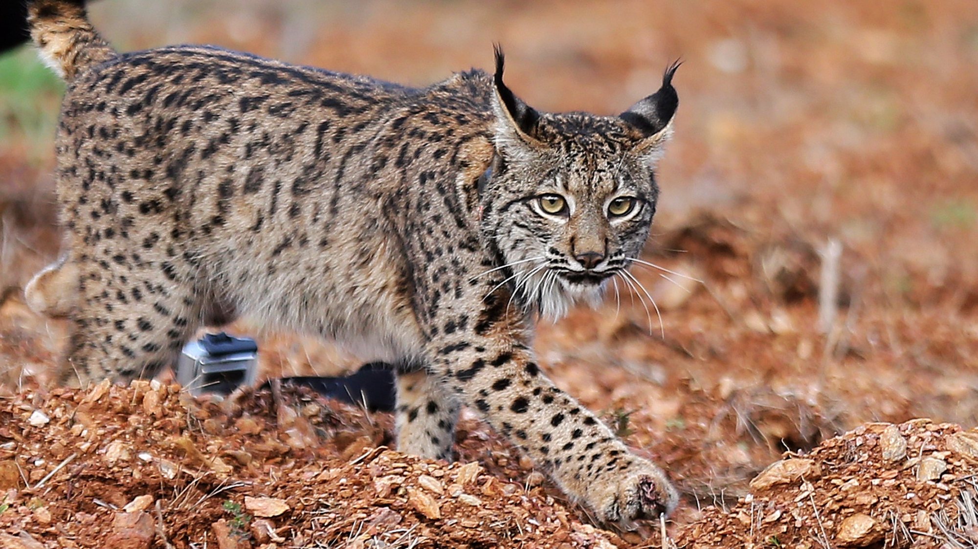 Andalucía lidera la recuperación del lince ibérico 