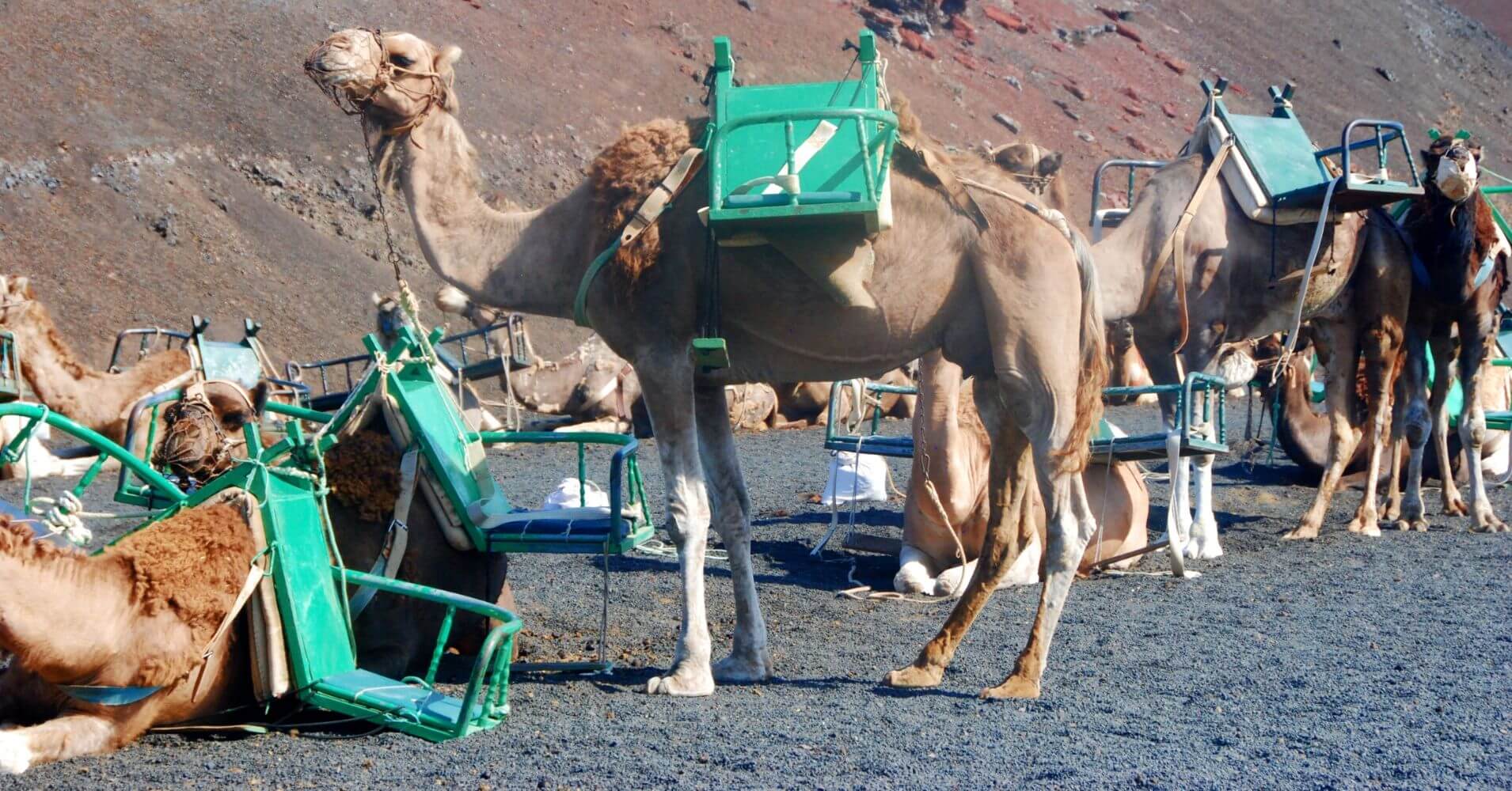 PACMA denuncia la situación de los camellos en Canarias