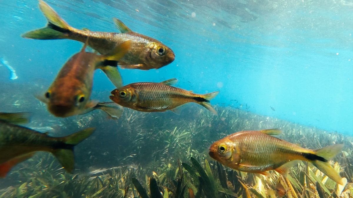 España es el punto negro para algunas especies de agua dulce en peligro de extinción
