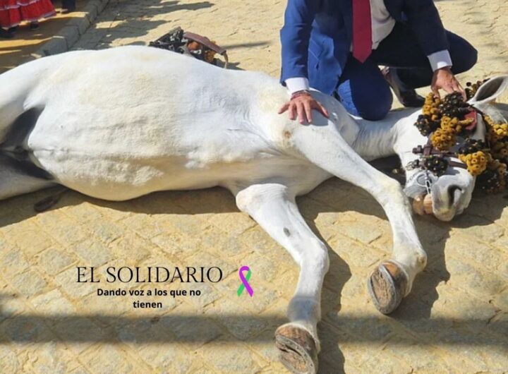 Toma de El Mundo de yegua desfallecida en la Feria de Abril de Sevilla en 2024