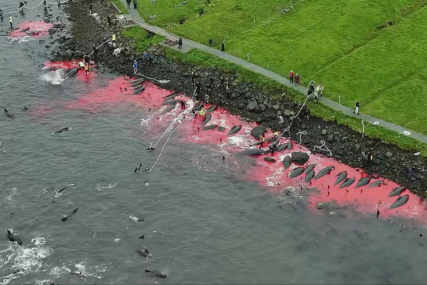 Anuncian boicot al pescado de Isla Feroe para poner fin a la matanza de delfines y ballenas