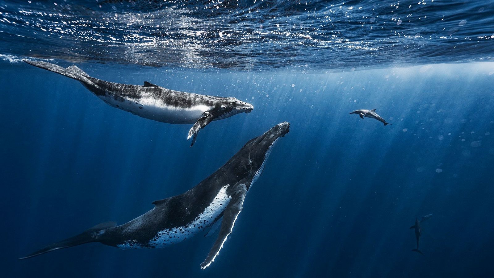 Ballenas en riesgo por contaminación, pesca y tráfico marítimo; un llamado en el día mundial de los cetáceos