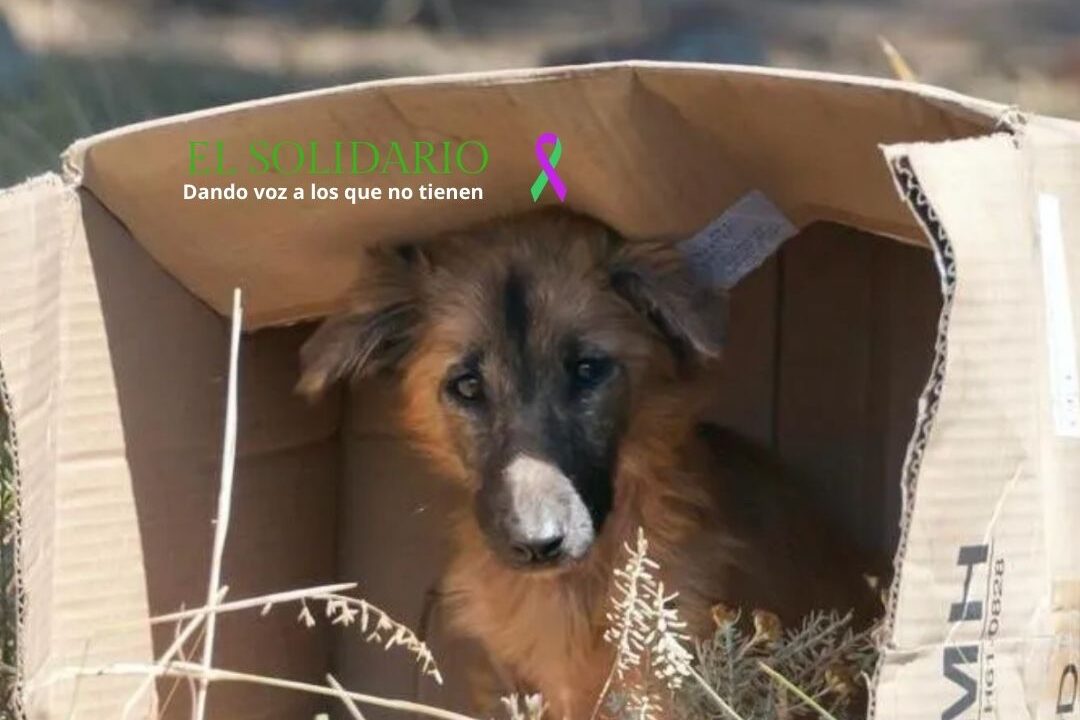 Abandono animal. Ámbito / El Solidario