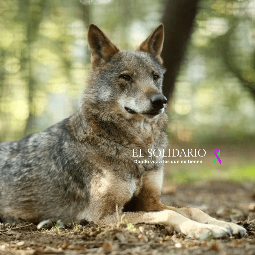El lobo en peligro: “las comunidades autónomas no están haciendo los deberes”