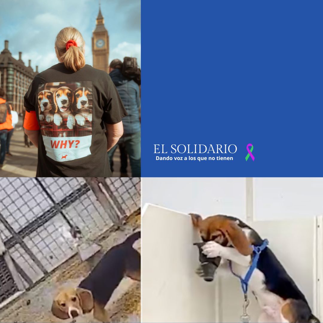 Beagles condenados a la experimentación, la crueldad tras los criaderos Marshall Bio Resources