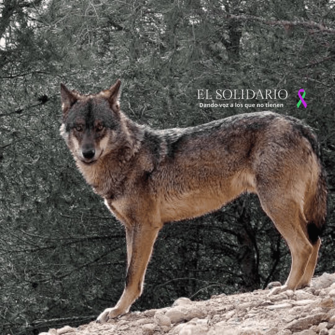 El Congreso aprueba la desprotección del lobo