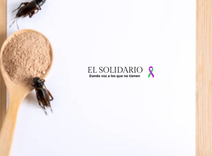 Introducción de insectos en las harinas en EU / Unsplash / El Solidario