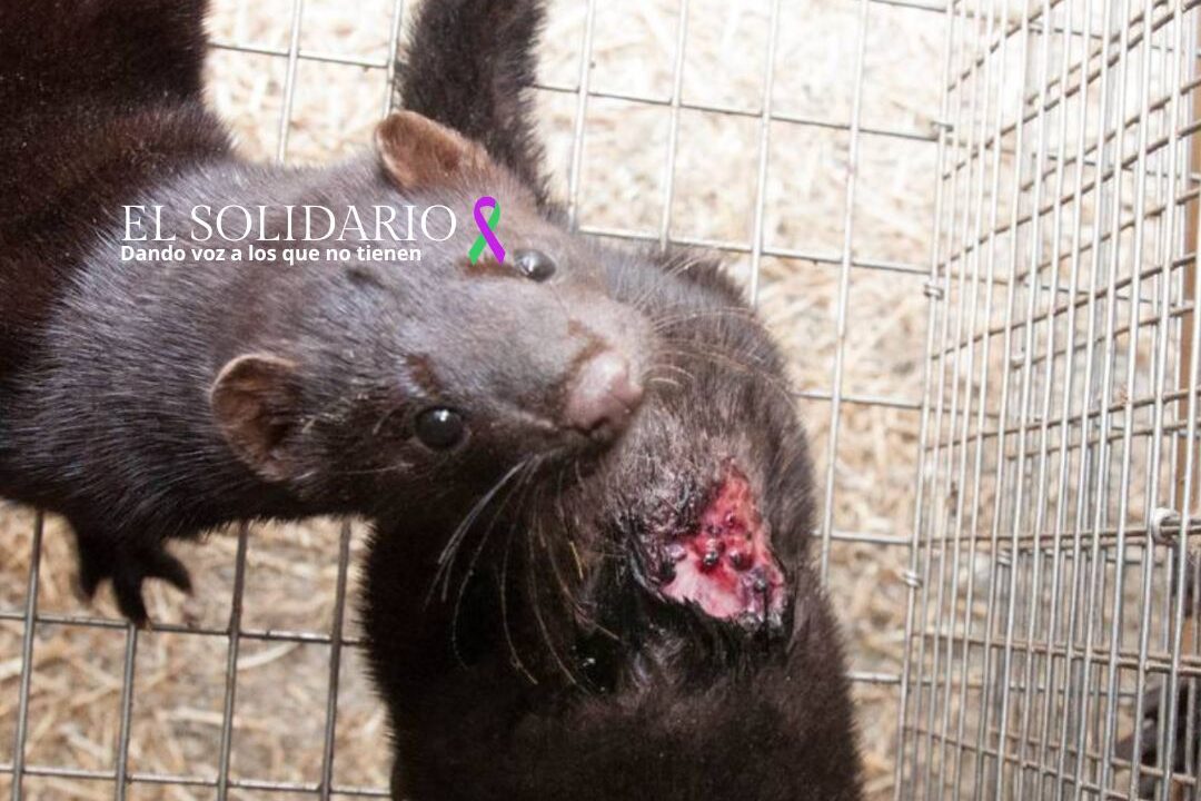 Desprotección animal en granjas de pieles en Noruega / NBK / El Solidario